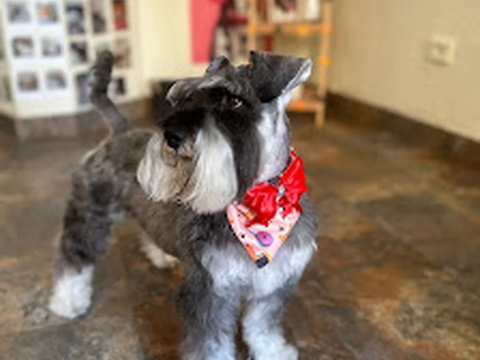 Foto de Blanqui Peluquería Canina