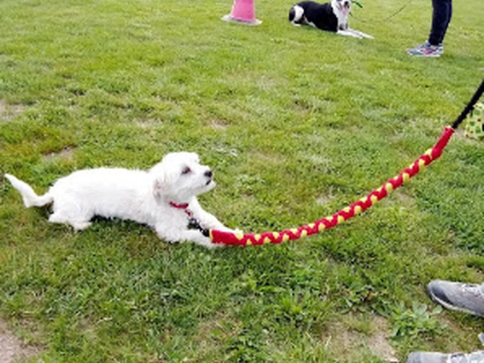 Centro Canino Sa Roca - Guardería Canina
