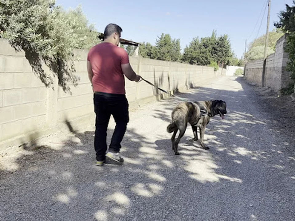 El Refugio de Zarcan, Guardería Canina Pinseque