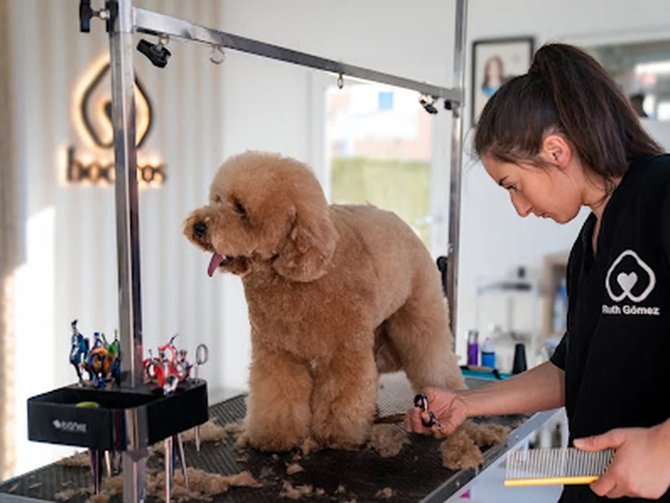 Hocicos | Peluquería canina en Zaragoza