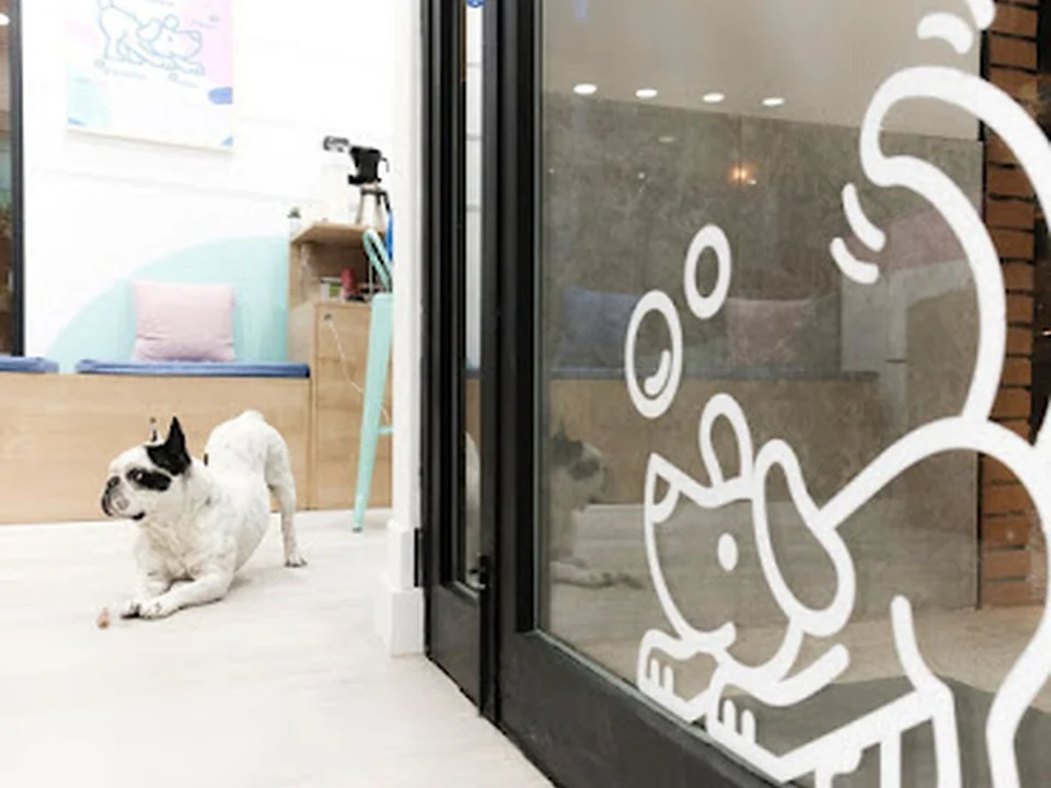 Peluquería canina Bud's Bath-Zaragoza