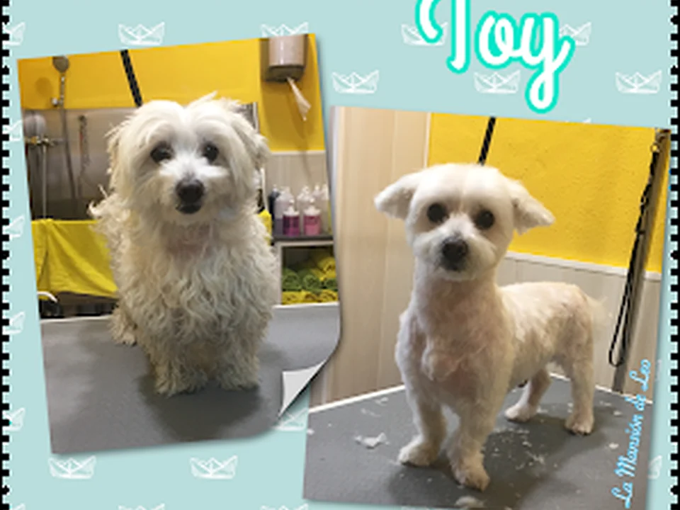 Peluquería Canina La Mansión de Leo