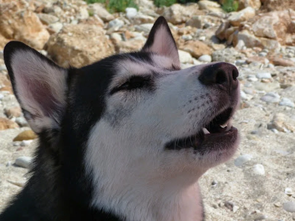 Peluquería Canina Los Amigos de Dexter