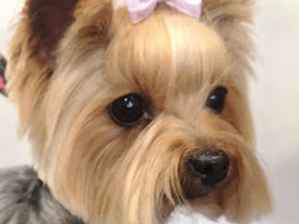 Peluquería Canina OCYCO