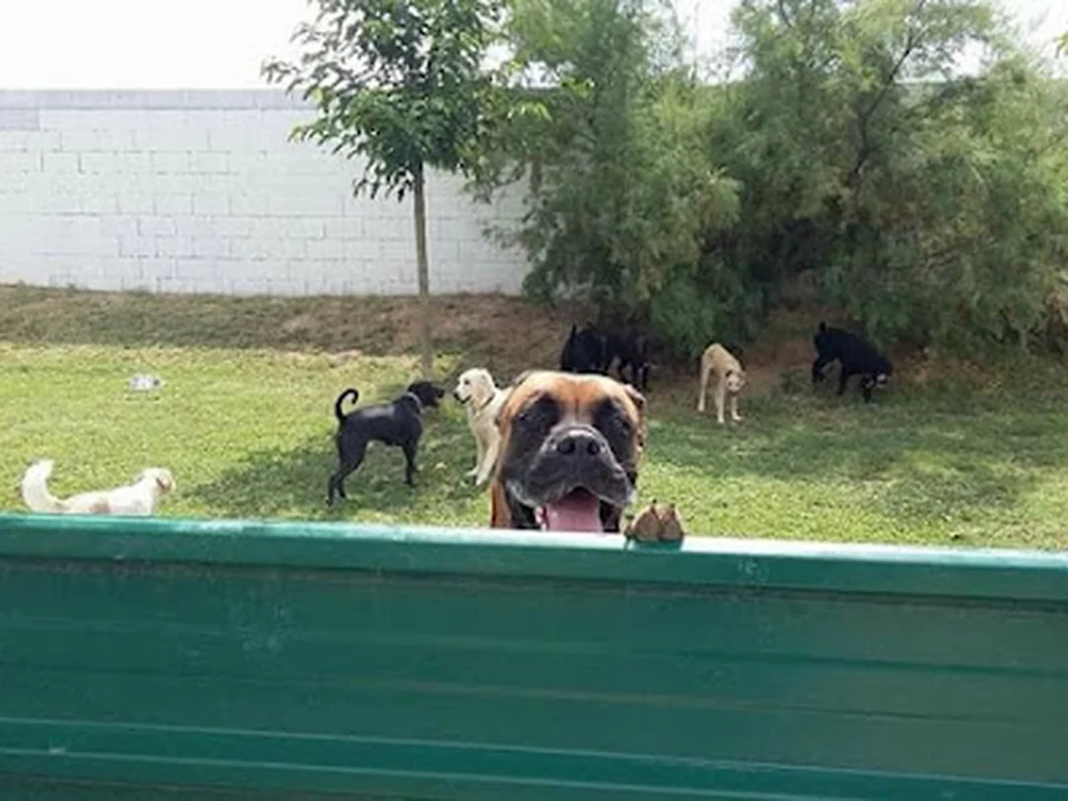 Foto de Residencia Canina Happy Dogs